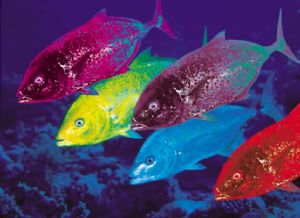 Makerels are very Colourful, taken in the Red Sea by Walter Lehmann 